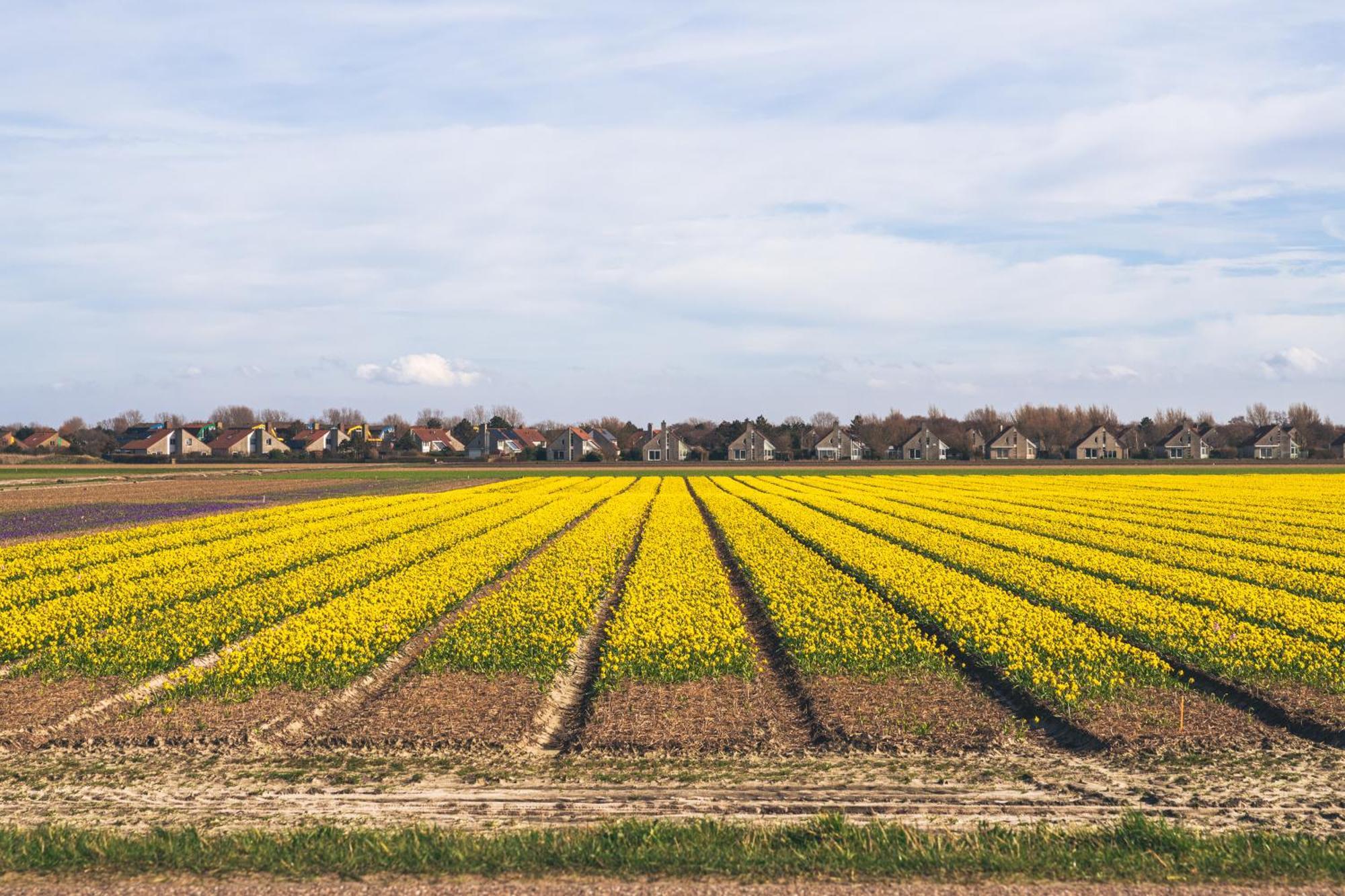 Dormio Villapark Duynzicht Julianadorp Exteriér fotografie